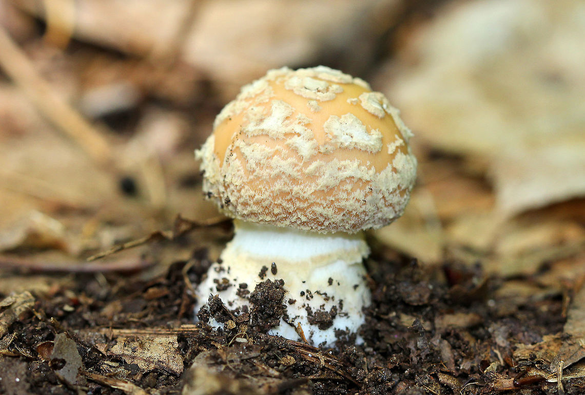 Poison Champagne Amanita Pale tan cap covered with champagne-colored volva warts. The gills were white. The stem was white. The bulb was enlarged and had a ring of champagne coloring. <br />
<br />
This species is toxic and produces dramatic symptoms, similar to those of Amanita muscaria and Amanita pantherina. Amanita crenulata,Geotagged,Poison Champagne Amanita,Summer,United States,amanita,fungus,mushroom