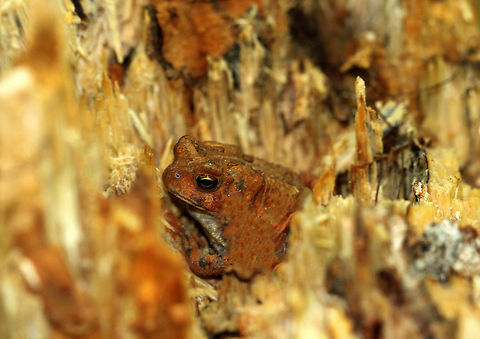 Fowler's Toad Fowler's toad is usually brown, grey, olive green and rust red in color with darkened warty spots. If the toad has a pale stripe on its back it is an adult. The belly is usually uniformly whitish except for one dark spot. The male may be darker in overall color than the female.

Predators of the toad include snakes, birds, and small mammals. It uses defensive coloration to blend into its surroundings, as you can see in these picture! It also secretes a chemical from the warts on its back, which is distasteful to predators and can be lethal to some small mammals.  Anaxyrus fowleri,Fowler's Toad,Fowler's toad,Geotagged,Spring,United States,toad