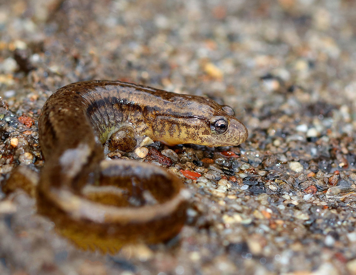 Northern Two-lined Salamander Adult salamanders in this family do not have lungs, but take in oxygen through their skin. Physical characteristics include two dark stripes, one along each side. The venter can be translucent, pale yellow, or white. The dorsal surface has a pattern of spots and mottling. This salamander was approximately 6cm long.<br />
<br />
Reproduction for northern two-lined salamanders begins with an elaborate courtship! It begins as the male pokes the female with his head, coils his body around her head, and then he bites her. Next, they walk entwined for awhile. He will then deposit a sperm packet, which she will pick up with her cloaca (the opening amphibians use for reproduction). Her eggs get internally fertilized. Females lay 30+ eggs underwater, which she will then guard until they hatch. Eurycea,Eurycea bislineata,Geotagged,Northern Two-lined Salamander,Northern two-lined salamander,Two-lined Salamander,United States,Winter,lungless salamander,salamander