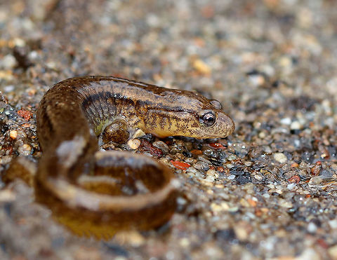 Northern Two-lined Salamander Adult salamanders in this family do not have lungs, but take in oxygen through their skin. Physical characteristics include two dark stripes, one along each side. The venter can be translucent, pale yellow, or white.  The dorsal surface has a pattern of spots and mottling. This salamander was approximately 6cm long.

Reproduction for northern two-lined salamanders begins with an elaborate courtship!  It begins as the male pokes the female with his head, coils his body around her head, and then he bites her. Next, they walk entwined for awhile. He will then deposit a sperm packet, which she will pick up with her cloaca (the opening amphibians use for reproduction). Her eggs get internally fertilized. Females lay 30+ eggs underwater, which she will then guard until they hatch. Eurycea,Eurycea bislineata,Geotagged,Northern Two-lined Salamander,Northern two-lined salamander,Two-lined Salamander,United States,Winter,lungless salamander,salamander