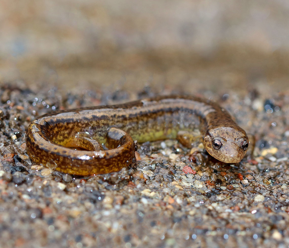 Northern Two-lined Salamander Adult salamanders in this family do not have lungs, but take in oxygen through their skin. Physical characteristics include two dark stripes, one along each side. The venter can be translucent, pale yellow, or white. The dorsal surface has a pattern of spots and mottling. This salamander was approximately 6cm long.<br />
<br />
 Reproduction for northern two-lined salamanders begins with an elaborate courtship! It begins as the male pokes the female with his head, coils his body around her head, and then he bites her. Next, they walk entwined for awhile. He will then deposit a sperm packet, which she will pick up with her cloaca (the opening amphibians use for reproduction). Her eggs get internally fertilized. Females lay 30+ eggs underwater, which she will then guard until they hatch.  Eurycea,Eurycea bislineata,Geotagged,Northern Two-lined Salamander,Northern two-lined salamander,Salamander,Two-lined Salamander,United States,Winter