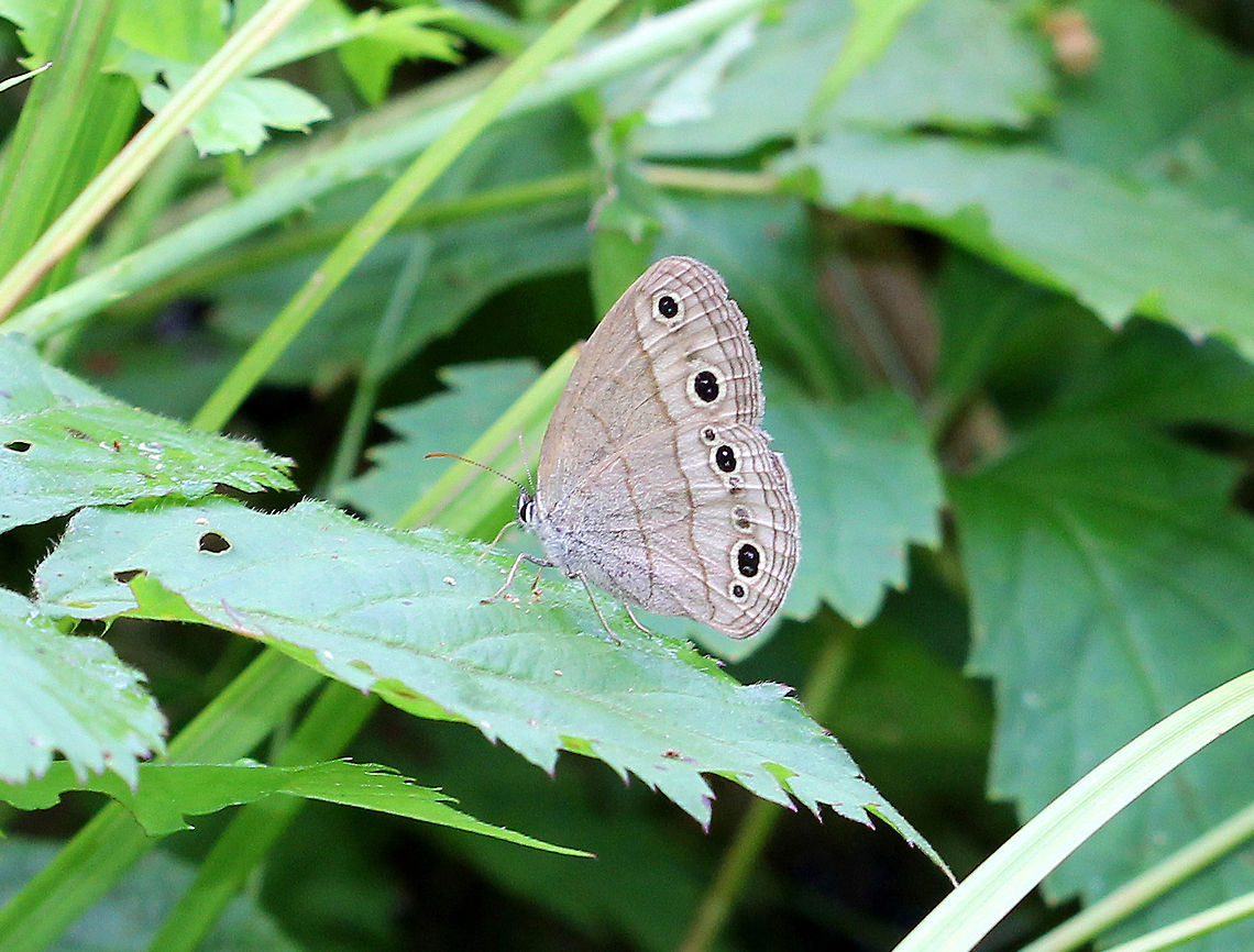 Little Wood Satyr Light brownish gray butterfly. The forewings and hindwings have black eyespots. Geotagged,Little Wood Satyr,Little wood satyr,Megisto cymela,Megisto cymela. Megisto,Summer,United States,butterfly