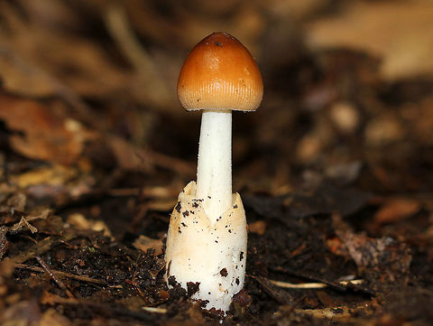 American Orange-Brown Ringless Amanita Brownish orange cap, white gills, white stem, and a large, saccate volva at the base of the stem. Amanita amerifulva,American Orange-Brown Ringless Amanita,Geotagged,Summer,United States,amanita,fungus,mushroom