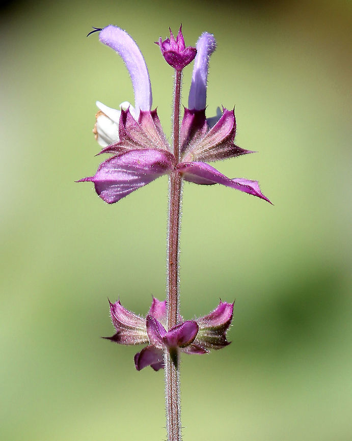 Clary Sage The flowers are lilac in color and are produced in whorls on the top of the stems, with the upper lip curled up. Large heart-shaped leaves grow off a central stalk. It grows up to 3 feet.  Clary sage has a history of use as a medicinal herb, flavoring agent, and aromatic. Clary Sage,Geotagged,Salvia sclarea,Summer,United States
