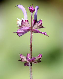Clary Sage The flowers are lilac in color and are produced in whorls on the top of the stems, with the upper lip curled up. Large heart-shaped leaves grow off a central stalk. It grows up to 3 feet.  Clary sage has a history of use as a medicinal herb, flavoring agent, and aromatic. Clary Sage,Geotagged,Salvia sclarea,Summer,United States