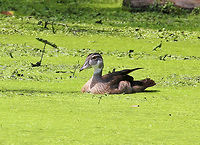 Wood Duck (Juvenile Male) Believe it or not, this duck is floating in a pond. The pond has been invaded by the highly aggressive duckweed (Lemnoideae).<br />
<br />
Juvenile males look very similar to female wood ducks. However, the juvenile males do have bright reddish-brown eyes and white markings on their face, similar to mature males. Overall, they are gray-brown with a white-speckled breast.  Aix sponsa,Geotagged,Summer,United States,Wood duck,duck,juvenile duck,juvenile male wood duck,juvenile wood duck,male duck,male wood duck,wood duck