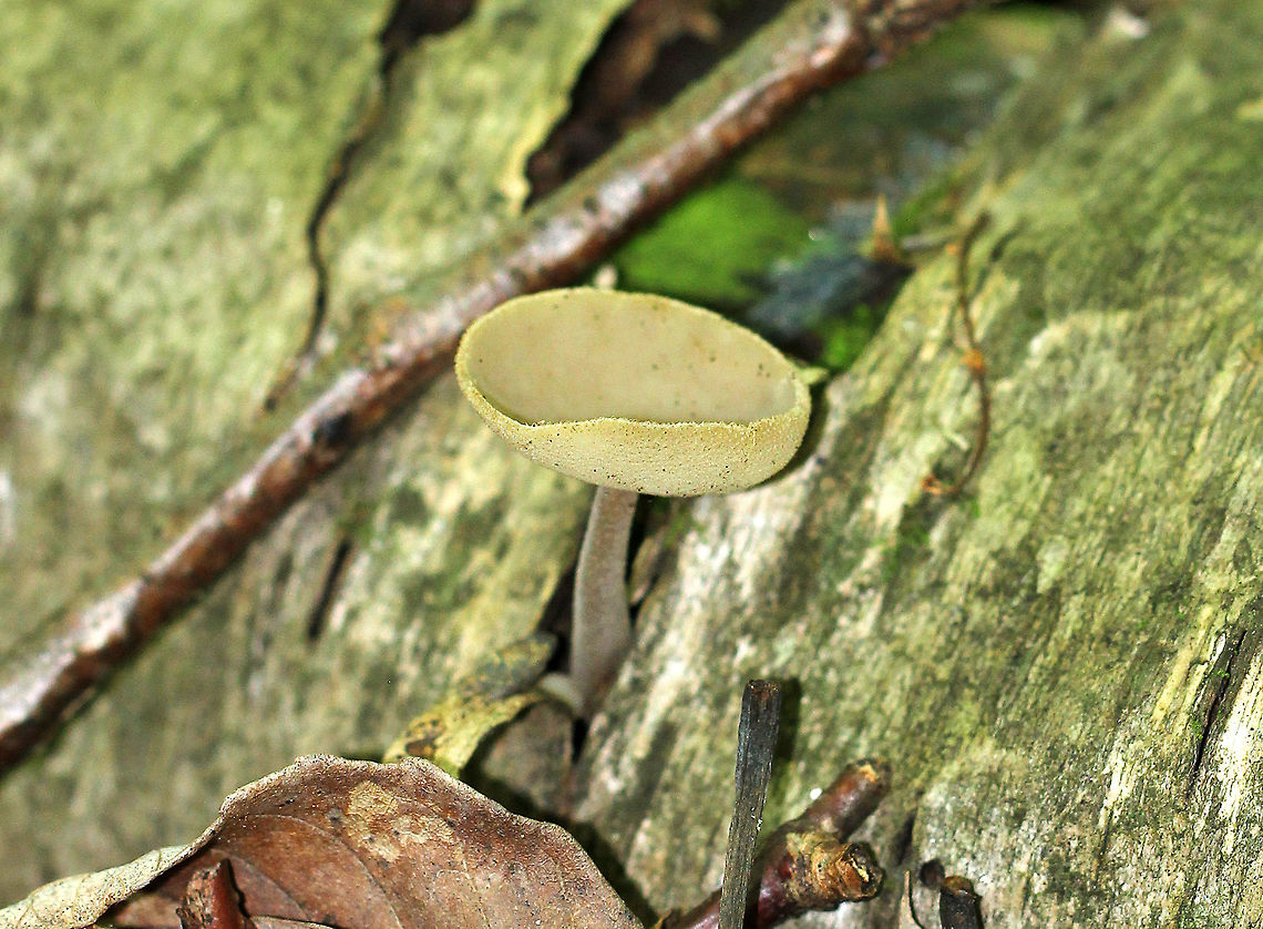 Felt Saddle Mushroom Cup-shaped tan cap with a hairy undersurface. The stipe was 4cm long and had fine hairs. Felt Saddle Mushroom,Geotagged,Helvella,Helvella macropus,Summer,United States,fungus,mushroom