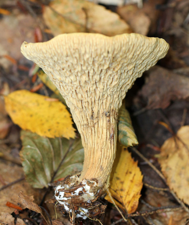 Woolly Chanterelle An odd looking mushroom that resembles a shriveled vase. The upper surface of the cap was scaly and orange. The lower surface was cream colored and was covered in wrinkles rather than gills or pores. <br />
<br />
Strangely, this mushroom is poisonous to some people, but has been consumed without incident by others. It is said to be mild-tasting, but can cause gastrointestinal symptoms when consumed. Interestingly, it is widely eaten by tribes in northeast India and Nepal. So, the question is whether these particular populations of T. floccosus are nontoxic or if the local people have developed an immunity to it. Chanterelle,Geotagged,Summer,Turbinellus,Turbinellus floccosus,United States,Woolly Chanterelle,fungus,mushroom