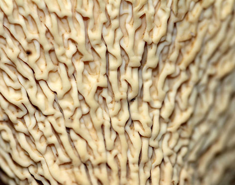 Woolly Chanterelle An odd looking mushroom that resembles a shriveled vase. The upper surface of the cap was scaly and orange. The lower surface was cream colored and was covered in wrinkles rather than gills or pores. Chanterelle,Geotagged,Summer,Turbinellus,Turbinellus floccosus,United States,Woolly Chanterelle,fungus,mushroom