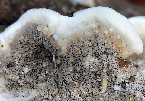 Smoky Polypore When I turned over this log, this fungus just looked a massive, spreading pore surface. There was very little actual pileus visible. The pore surface was gray, bruised black, and was covered in drops of water. What cap surface I could see was cream-tan and faintly zoned.

Bjerkandera adusta produces enzymes that can degrade polycyclic aromatic hydrocarbons; therefore, there has been interest in researching it for possible use in bioremediation. Bjerkandera,Bjerkandera adusta,Fall,Geotagged,Smoky Bracket,Smoky Polypore,United States,fungus,mushroom,polypore