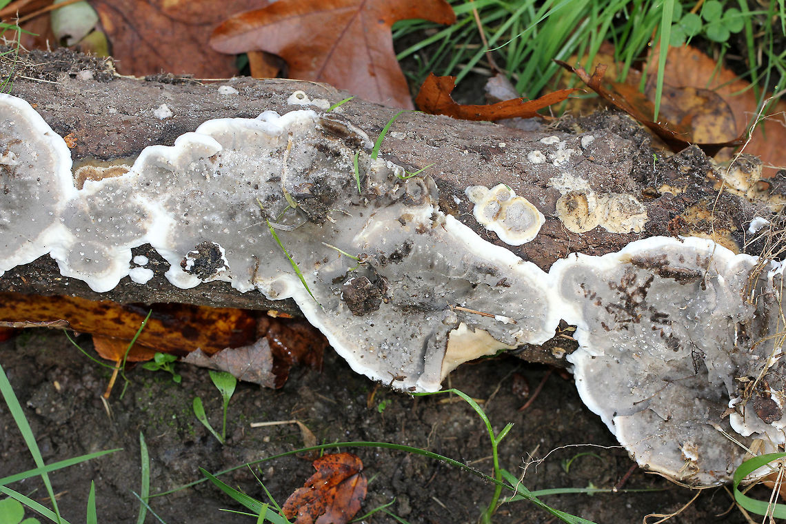 Smoky Polypore When I turned over this log, this fungus just looked a massive, spreading pore surface. There was very little actual pileus visible. The pore surface was gray, bruised black, and was covered in drops of water. What cap surface I could see was cream-tan and faintly zoned.<br />
<br />
 Bjerkandera adusta produces enzymes that can degrade polycyclic aromatic hydrocarbons; therefore, there has been interest in researching it for possible use in bioremediation.  Bjerkandera,Bjerkandera adusta,Fall,Geotagged,Smoky Polypore,United States,bracket fungus,fungi,fungus,polypore