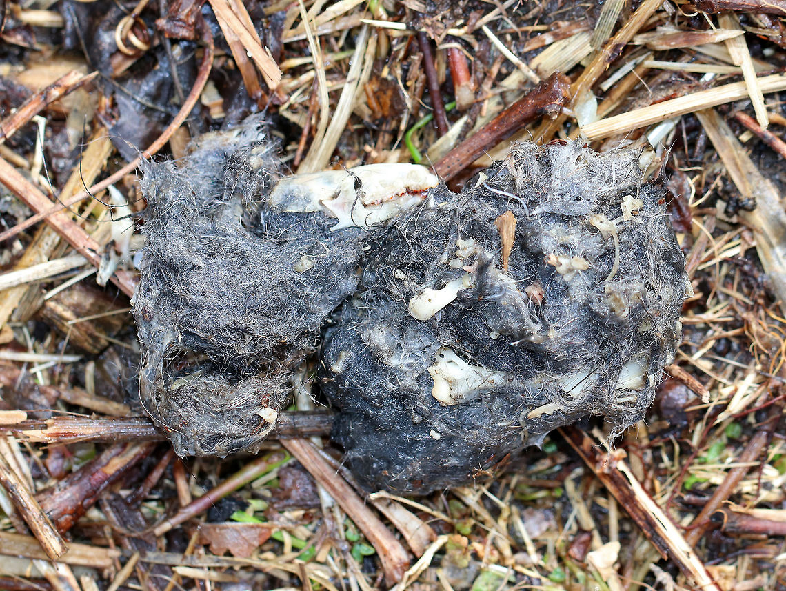 Great Horned Owl Pellet Full of Bones The pellet was at least 8cm long and had lots of small bones and leg bones, plus 3 skulls. The skulls were about 2-3cm long. <br />
<br />
Owls eat small rodents, birds, and insects. But, they cannot digest the fur, bones, teeth, feathers, and exoskeletons from their prey. So, these parts are formed into a tight pellet inside the owl, who later spits the pellet out. Geotagged,Great Horned Owl,United States,Winter,owl pellet,pellet