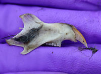 Bone from Great Horned Owl Pellet This was found in a pellet that was at least 8cm long and had lots of small bones and leg bones, plus 3 skulls. The skulls were about 2-3cm long. <br />
<br />
Owls eat small rodents, birds, and insects. But, they cannot digest the fur, bones, teeth, feathers, and exoskeletons from their prey. So, these parts are formed into a tight pellet inside the owl, who later spits the pellet out. <br />
https://www.jungledragon.com/image/71398/bone_from_great_horned_owl_pellet.html Geotagged,Great Horned Owl Pellet,United States,Winter,owl pellet,pellet