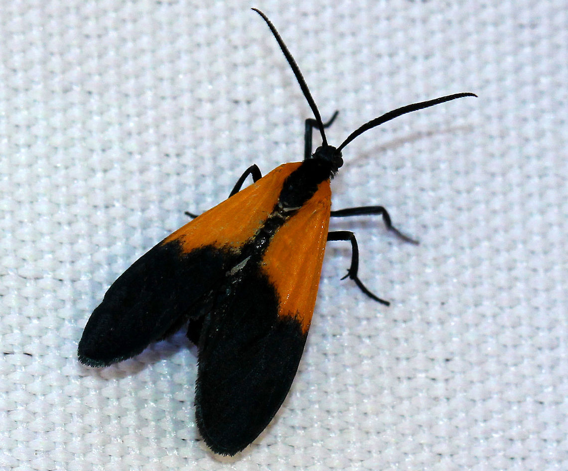 Black-and-Yellow Lichen Moth At first glance, I thought this was a net-winged beetle, but upon closer inspection, I realized that it was a moth that was mimicking a net-winged beetle! The body and wings of this moth were bluish-black. The basal part of wings were orange, and the distal area of the wings was black.<br />
<br />
They are thought to be mimics of net-winged beetles (Calopteron sp.), which contain a toxic compound (acetylenic acid). Black-and-Yellow Lichen Moth,Black-and-yellow lichen moth,Geotagged,Lycomorpha,Lycomorpha pholus,Summer,United States,lichen moth,moth