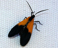 Black-and-Yellow Lichen Moth At first glance, I thought this was a net-winged beetle, but upon closer inspection, I realized that it was a moth that was mimicking a net-winged beetle! The body and wings of this moth were bluish-black. The basal part of wings were orange, and the distal area of the wings was black.<br />
<br />
They are thought to be mimics of net-winged beetles (Calopteron sp.), which contain a toxic compound (acetylenic acid). Black-and-Yellow Lichen Moth,Black-and-yellow lichen moth,Geotagged,Lycomorpha,Lycomorpha pholus,Summer,United States,lichen moth,moth