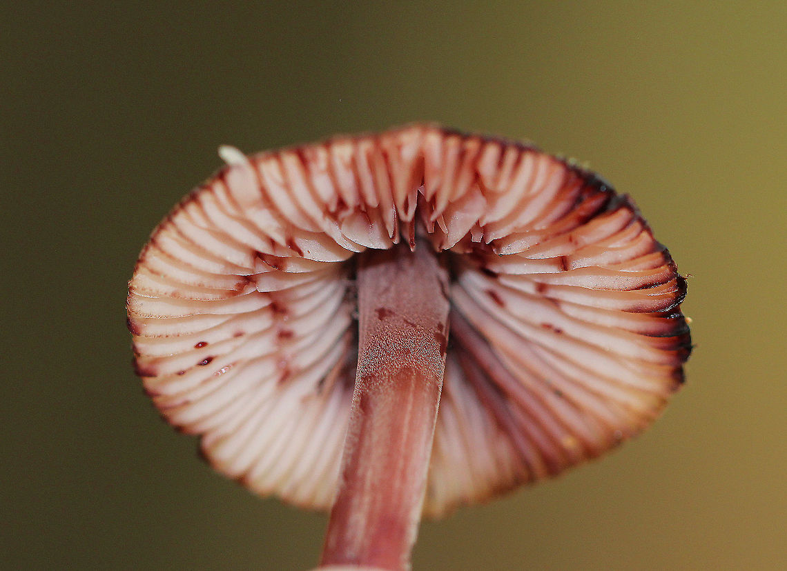 Bleeding Fairy Helmet Small, pinkish gray mushrooms with white gills. They exuded a reddish purple juice from the stem and flesh when I disturbed them. Bleeding Fairy Helmet,Geotagged,Mycena haematopus,Summer,United States,fungus,mushroom,mycena