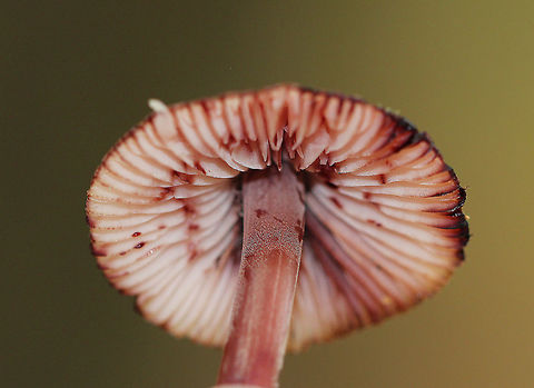 Bleeding Fairy Helmet Small, pinkish gray mushrooms with white gills. They exuded a reddish purple juice from the stem and flesh when I disturbed them. Bleeding Fairy Helmet,Geotagged,Mycena haematopus,Summer,United States,fungus,mushroom,mycena