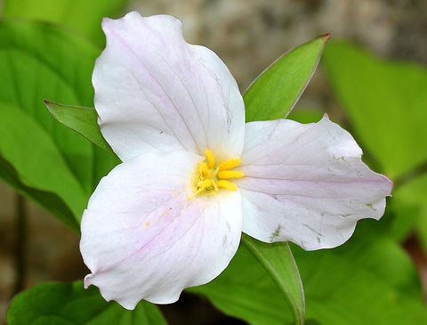 White Trillium Large white flower, which will turn pink with age. It grows on an erect stalk above a whorl of three leaves.

Trillium grandiflorum is a favored food of white-tailed deer. The roots were gathered and used by Native Americans for a variety of medicinal uses. The plants have also been picked and eaten in salads; however, this practice may be fatal to the plant because trilliums often die if their leaves are removed.  Geotagged,Spring,Trillium,Trillium grandiflorum,United States,White Trillium,white wildflower,wildflower