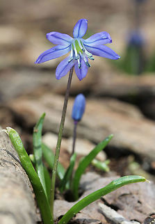 Siberian Squill Small purple flowers with a darker blue stripe down each petal. Usually with 6 petals, but this one had 7 petals. Basal, grass-like leaves. Approximately 7cm tall.

This species was brought to the United States as an ornamental, but has escaped into the wild and become invasive. Geotagged,Scilla siberica,Siberian squill,Spring,United States,purple wildflower,wildflower