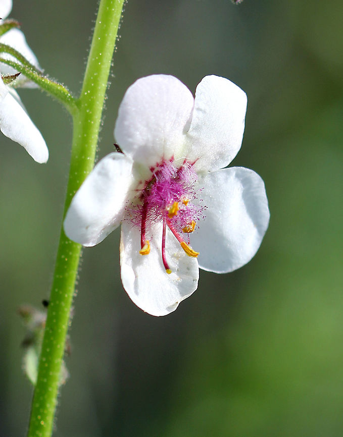 Moth Mullein Moth Mullein grows up to 3 feet tall and is sparingly branched. Flowers have 5 petals and 5 stamens. The petals are white and the center of the flower has purple hairs around the stamens with the base of the petals often being purple or pink. Geotagged,Moth Mullein,Summer,United States,Verbascum,Verbascum blattaria