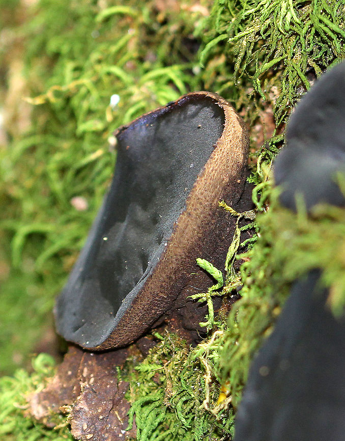 Black Bulgar Mushrooms Smooth black cap with rough brown pores and a very tiny stipe. Younger specimens were cup-like in appearance. 3-5cm cap sizes.<br />
<figure class="photo"><a href="https://www.jungledragon.com/image/64757/black_bulgar_mushrooms_-_bulgaria_inquinans.html" title="Black Bulgar Mushrooms - Bulgaria inquinans"><img src="https://s3.amazonaws.com/media.jungledragon.com/images/3232/64757_thumb.jpg?AWSAccessKeyId=05GMT0V3GWVNE7GGM1R2&Expires=1759968010&Signature=3%2F9F67pSVGv4zjhLGmVoSx9u6Gk%3D" width="126" height="152" alt="Black Bulgar Mushrooms - Bulgaria inquinans Smooth black cap with rough brown pores and a very tiny stipe. Younger specimens were cup-like in appearance. 3-5cm cap sizes.<br />
https://www.jungledragon.com/image/57822/black_bulgar_mushrooms.html<br />
 Black bulgar,Bulgaria inquinans,Geotagged,Summer,United States,fungus,mushrooms" /></a></figure> Black Bulgar,Black Bulgar Mushrooms,Black bulgar,Bulgaria inquinans,Geotagged,Summer,United States,fungi,fungus,mushrooms