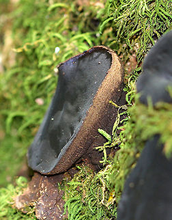 Black Bulgar Mushrooms Smooth black cap with rough brown pores and a very tiny stipe. Younger specimens were cup-like in appearance. 3-5cm cap sizes.
https://www.jungledragon.com/image/64757/black_bulgar_mushrooms_-_bulgaria_inquinans.html Black Bulgar,Black Bulgar Mushrooms,Black bulgar,Bulgaria inquinans,Geotagged,Summer,United States,fungi,fungus,mushrooms