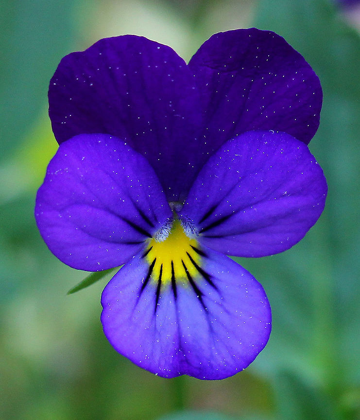 Violet - Viola sp. Beautiful, yet common flowers with purple petals, a yellow center, and darker streaks. Flowers were around 3cm in length and were flecked with pollen. Geotagged,Spring,United States,Violet,viola