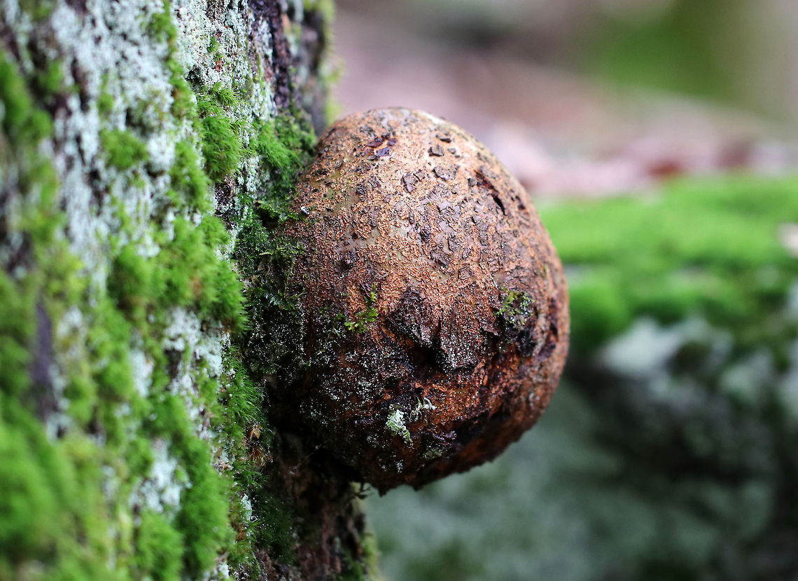 Black Oak Burl A burl is a growth on tree in which the grain has grown deformed. It's commonly found as a rounded outgrowth on a tree trunk that is filled with small knots from dormant buds. Burls are formed when a tree undergoes some kind of stress, such as an injury, viral or fungal infection. The largest known burl grew to be nearly 8 meters across.<br />
<br />
Quality burls are prized for their beauty and rarity. They are sought after by furniture makers, artists, and wood sculptors. Because of their value, poachers often cut burls off of tree trunks using chainsaws, which exposes the tree to infection and disease.  Black oak,Geotagged,Quercus,Quercus velutina,United States,Winter,black oak burl,bur,burl,burr,oak burl