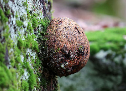 Black Oak Burl A burl is a growth on tree in which the grain has grown deformed. It's commonly found as a rounded outgrowth on a tree trunk that is filled with small knots from dormant buds. Burls are formed when a tree undergoes some kind of stress, such as an injury, viral or fungal infection. The largest known burl grew to be nearly 8 meters across.
Quality burls are prized for their beauty and rarity. They are sought after by furniture makers, artists, and wood sculptors. Because of their value, poachers often cut burls off of tree trunks using chainsaws, which exposes the tree to infection and disease.  Black oak,Geotagged,Quercus,Quercus velutina,United States,Winter,black oak burl,bur,burl,burr,oak burl