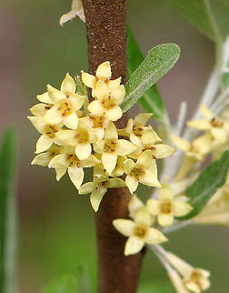 Autumn Olive Tall plant with clusters of 1-7 pale yellow flowers. It has become naturalized in the United States, but is considered an invasive species. Autumn Olive,Elaeagnus,Elaeagnus umbellata,Geotagged,Spring,United States