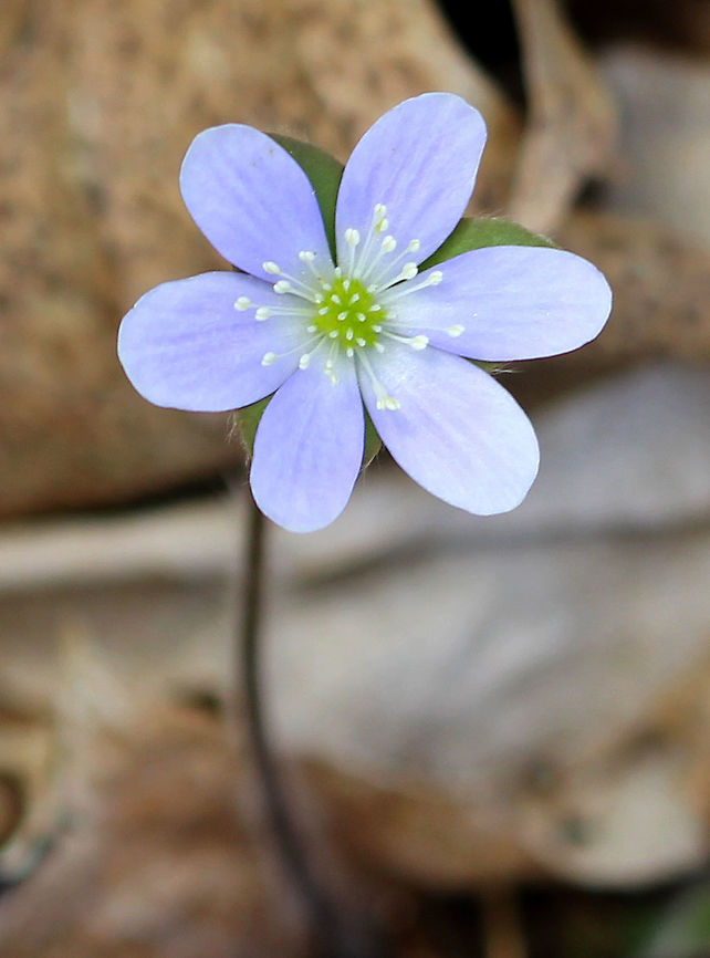 Round-lobed Hepatica A low plant with basal leaves that have 3 rounded lobes. Hairy stalks bear one lavender flower with 5-9 sepals. Anemone,Anemone americana,Geotagged,Hepatica,Hepatica nobilis,Round-lobed Hepatica,Spring,United States