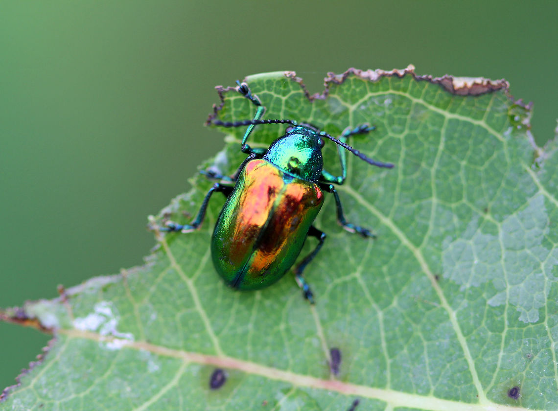 Dogbane Beetle Dogbane beetles are iridescent blue-green with metallic copper coloring on their front wings. The legs and antennae are dark blue. They have long, 12-jointed antennae.<br />
<br />
These beetles are named for the dogbane plants that they frequently eat.  The plants contain chemicals called cardenolides, which are bitter and toxic to other insects. Dogbane beetles are adapted to be able to eat and store these chemicals in their bodies, which helps to protect them from predators. Chrysochus auratus,Dogbane Beetle,Dogbane beetle,Geotagged,Summer,United States,beetle