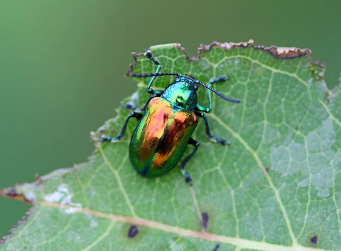 Dogbane Beetle Dogbane beetles are iridescent blue-green with metallic copper coloring on their front wings. The legs and antennae are dark blue. They have long, 12-jointed antennae.

These beetles are named for the dogbane plants that they frequently eat.  The plants contain chemicals called cardenolides, which are bitter and toxic to other insects. Dogbane beetles are adapted to be able to eat and store these chemicals in their bodies, which helps to protect them from predators. Chrysochus auratus,Dogbane Beetle,Dogbane beetle,Geotagged,Summer,United States,beetle