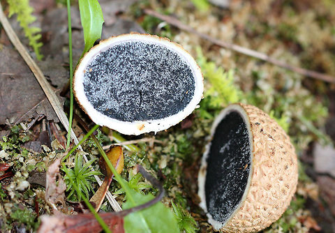 Pigskin Poison Puffball Scaly, hard, yellowish-brown puffball. Inside, the spore mass was mostly purple-black, but still had some white areas Common Earthball,Geotagged,Pigskin Poison Puffball,Scleroderma citrinum,Summer,United States,common puffball,puffball,scleroderma citrinum