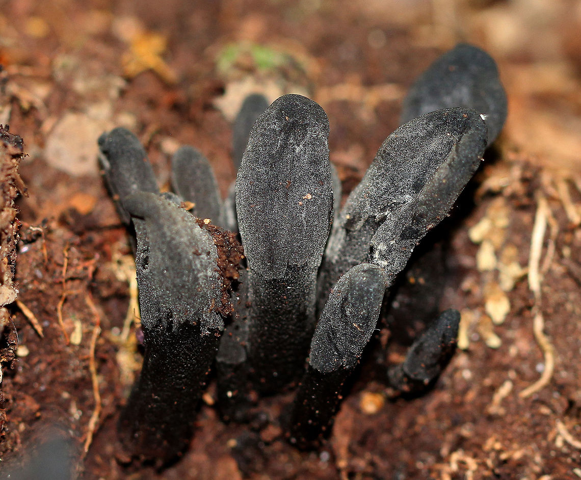 Goldenthread cordyceps - Tolypocladium ophioglossoides Tough, club-shaped, black fruiting bodies that were covered in whitish dust of conidia. Sizes ranged from approximately 1-3cm tall.<br />
<br />
They are parasitic on underground puffballs. Cordyceps ophioglossoides,Elaphocordyceps ophioglossoides,Geotagged,Summer,Tolypocladium ophioglossoides,United States,cordyceps,fungi,fungus,goldenthread cordyceps,mushrooms