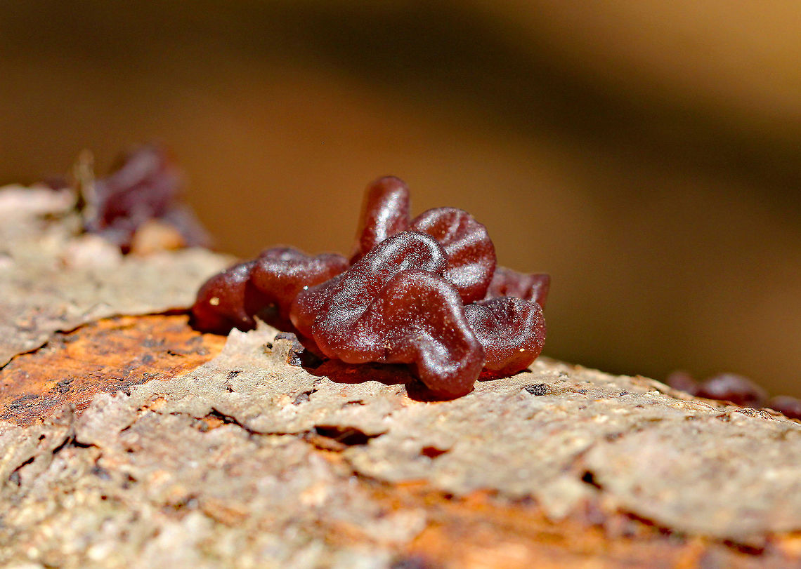 Copper Penny Gelatinous, reddish brown fruiting bodies that were smooth and saucer-shaped. Copper Penny,Geotagged,Pachyella,Pachyella clypeata,Summer,United States,fungi,fungus