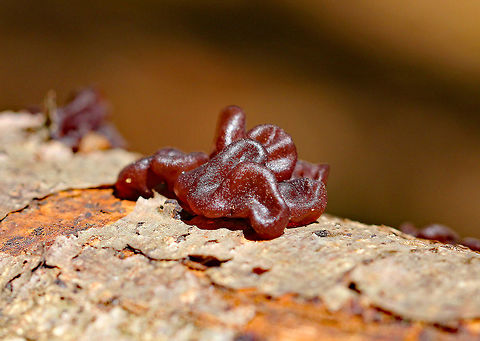 Copper Penny Gelatinous, reddish brown fruiting bodies that were smooth and saucer-shaped. Copper Penny,Geotagged,Pachyella,Pachyella clypeata,Summer,United States,fungi,fungus