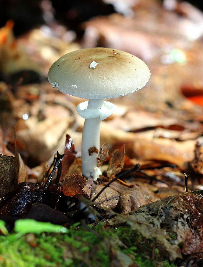 Old Potato Amanita Cap was tan-light yellow with a darker brown center. The volva was present on the cap as a couple of flat, white patches. White gills and stem. Amanita solaniolens,Geotagged,Old Potato Amanita,Summer,United States,amanita,fungus,mushroom