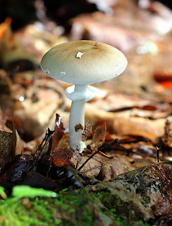 Old Potato Amanita Cap was tan-light yellow with a darker brown center. The volva was present on the cap as a couple of flat, white patches. White gills and stem. Amanita solaniolens,Geotagged,Old Potato Amanita,Summer,United States,amanita,fungus,mushroom
