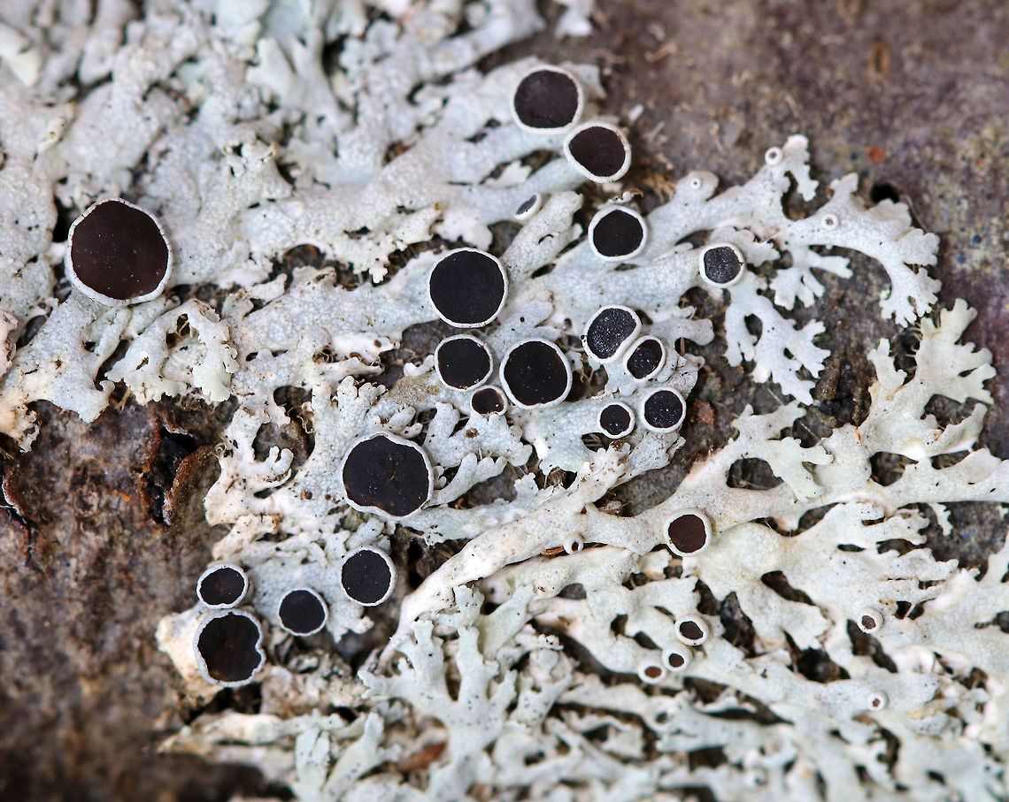 Starry Rosette Lichen Lichen with black apothecia and a gray thallus. The apothecia ranged in size from less than mm to 3mm wide. Geotagged,Physcia,Physcia stellaris,Starry Rosette Lichen,United States,Winter,fungus,lichen