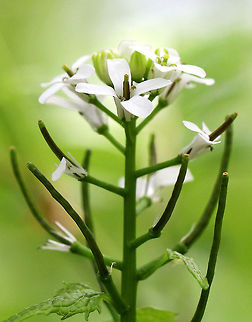 Poor Man's Mustard White flowers with 4 petals clustered at the stem tips. Leaves are toothed and have a garlic odor when crushed.

This plant has a biennial life cycle - so, it only lives for two years. During the first year, it just looks like a cluster leaves. In the second year, tall stalks with small, white, terminal flowers grow. They are edible during the second year and taste like garlic. The flowers are delicious in salads, and the seeds can be roasted and ground for use as a spice. Alliaria petiolata,Garlic Mustard,Garlic mustard,Geotagged,Poor Man's Mustard,Spring,United States,hedge garlic,penny hedge