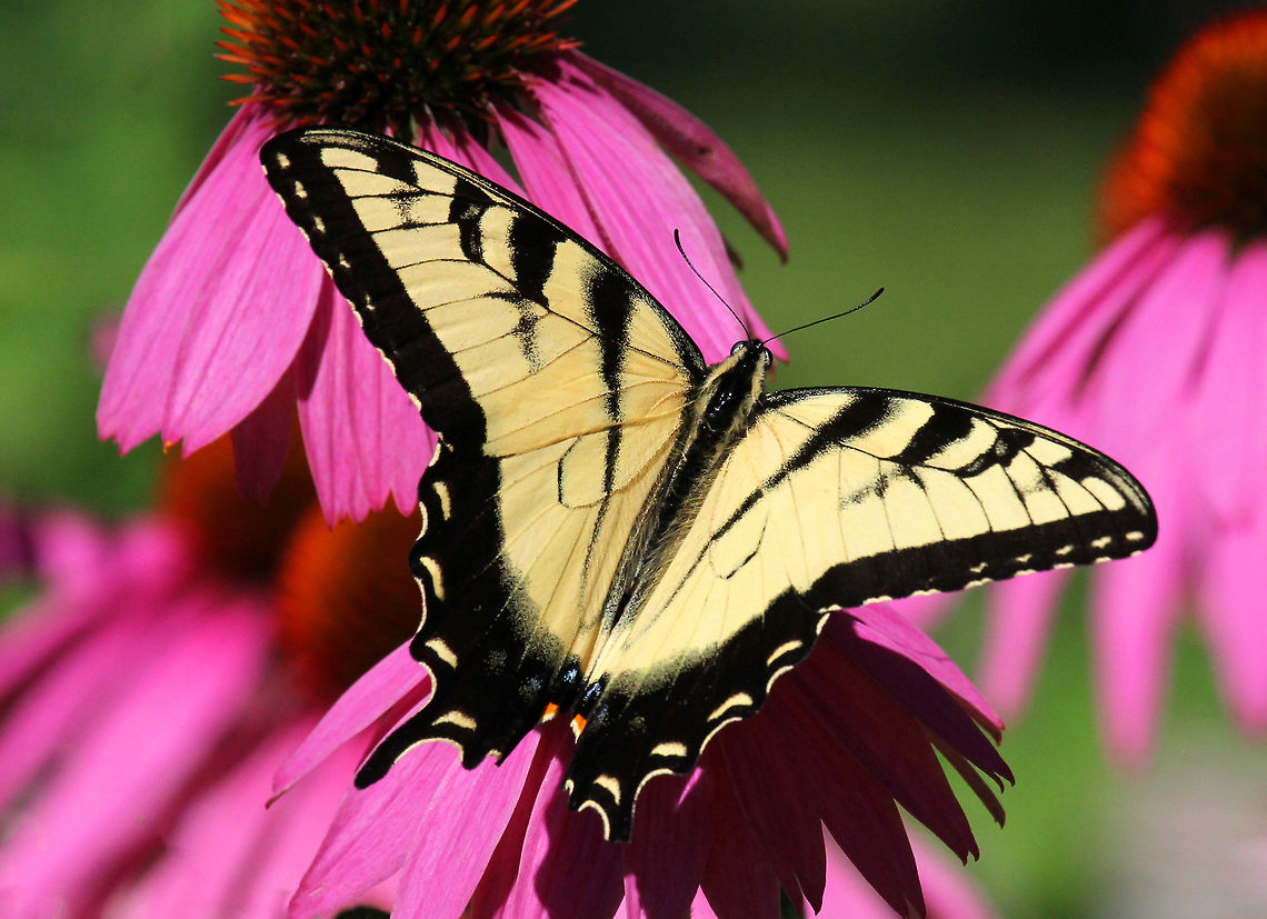 Eastern Tiger Swallowtail Large, bright yellow swallowtail with black &quot;tiger&quot; stripes. Eastern Tiger Swallowtail,Geotagged,Papilio,Papilio glaucus,Summer,United States,butterfly,swallowtail