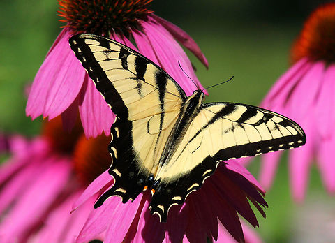 Eastern Tiger Swallowtail Large, bright yellow swallowtail with black "tiger" stripes. Eastern Tiger Swallowtail,Geotagged,Papilio,Papilio glaucus,Summer,United States,butterfly,swallowtail