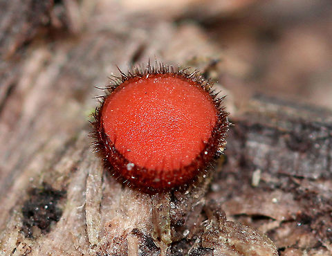Eyelash Cup - Scutellinia sp. Very tiny red fungi that were 1mm in size. They were cup-shaped and the outer surfaces were covered with small, dark hairs that resembled eyelashes. There were 6 growing on a stump and ranged in color from bright red to orange-red.
https://www.jungledragon.com/image/71110/eyelash_cup_-_scutellinia_sp.html Eyelash Cup,Geotagged,Scutellinia,Summer,United States,cup fungus,fungus