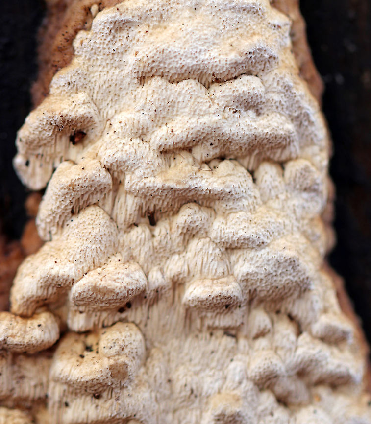 Antrodia Variiformis Fungus that is effused-reflexed with ochraceous caps that have a tint of reddish-brown on the upper surface. It was growing on the side of a rotting, decorticated log - most likely white pine. Antrodia,Antrodia Variiformis,Geotagged,United States,Winter,fungus