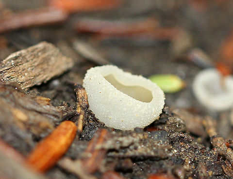 Tarzetta Cup Fungus -  Tarzetta cupularis Tiny cup fungus that was growing in the middle of a hiking trail in a mixed forest. The outer surface was whitish and rough textured. The inside was olive/tan colored, smooth, and slightly sticky. Geotagged,Summer,Tarzetta,Tarzetta Cup Fungus,Tarzetta cupularis,United States,cup fungus,fungus