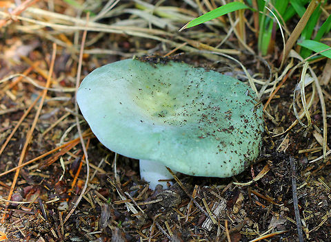 Variable Russula Gorgeous green cap with a yellowish depression in the center. The cap was approximately 6-7cm in size. White gills, flesh, and stem. Geotagged,Russula,Russula variata,Summer,United States,Variable Russula,fungus,mushroom