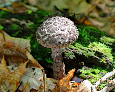 Old Man of the Woods Super cool mushroom with a shaggy white and gray cap. Stipe was covered in wooly scales. The pores bruised when marked. If mushrooms could be old men, this probably really is what they would look like. Geotagged,Old Man of the Woods,Old man of the woods,Strobilomyces,Strobilomyces strobilaceus,Summer,United States,fungus,mushroom