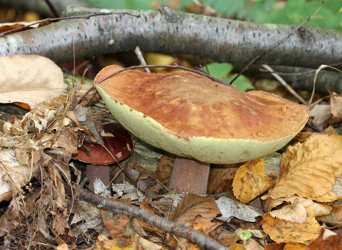 Almost Bluing King Bolete There were two boletes growing together from the leaf litter. They were growing out from under some rotting wood. The large bolete had a brownish orange cap, yellow/olive pores, and a reddish brown stipe with white reticulation. The flesh seemed to bruise grayish when cut into. The pores were spongy and there was a slight mark when I cut into them. The cap of the smaller bolete was more red, but otherwise they had similar features. Almost Bluing King Bolete,Bolete,Boletus,Boletus subcaerulescens,Geotagged,Summer,United States,fungus,mushroom