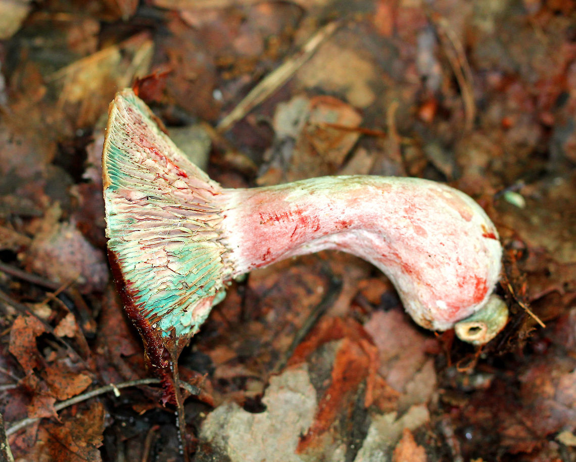 Lactarius Mushroom - Lactarius sp. I wish I knew what species this mushroom was! It had a pink hue and reddish color around the margin of the cap. Pink-cream colored gills. Stem was hollow. When I knocked one over, it immediately started bruising red and greenish blue along the stem and gills, and the gills started leaking red fluid. The colors changed so quickly and were psychedelic and awesome! Geotagged,Lactarius,Lactarius Mushroom,Spring,United States,fungus,mushroom